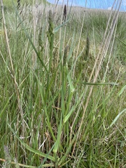 Dactylis glomerata glomerata