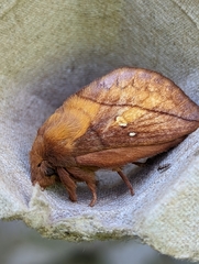 Drinker Moth