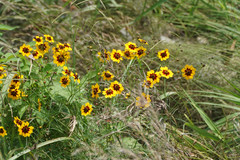 Coreopsis tinctoria