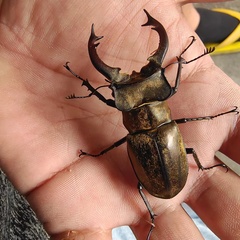 Lucanus sericeus sericeus