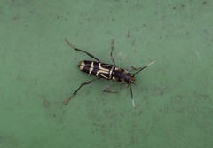 Xylotrechus javanicus