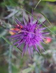Silybum marianum