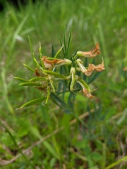 Lathyrus lacaitae