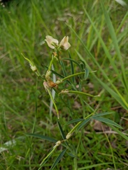 Lathyrus lacaitae