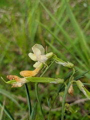 Lathyrus lacaitae