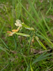 Lathyrus lacaitae