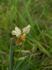 Lathyrus lacaitae