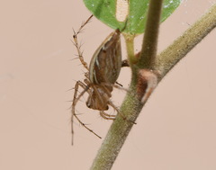 Oxyopes