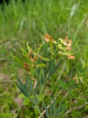 Lathyrus lacaitae