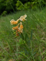 Lathyrus lacaitae