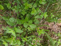 Drymocallis rupestris