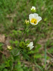 Drymocallis rupestris