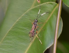 Xanthocryptus