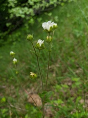 Drymocallis rupestris