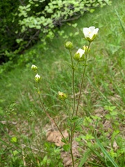 Drymocallis rupestris