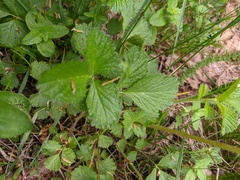 Drymocallis rupestris