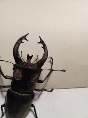 Lucanus thibetanus