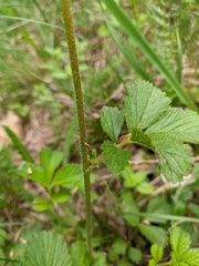 Drymocallis rupestris