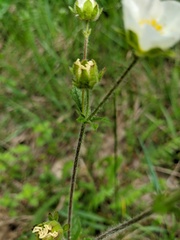 Drymocallis rupestris