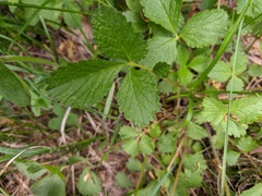 Drymocallis rupestris