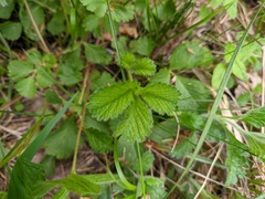 Drymocallis rupestris