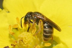 Halictus aerarius