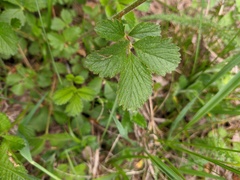 Drymocallis rupestris