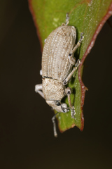 Geonemus flabellipes