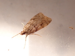 Scoparia ambigualis