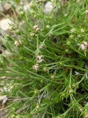 Asperula supina caespitans