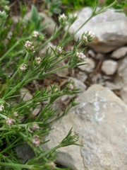 Asperula supina caespitans