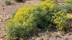 Cachrys libanotis