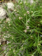 Asperula supina caespitans