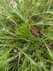 Asperula supina caespitans