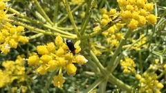 Cachrys libanotis