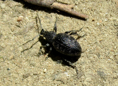 Otiorhynchus tristis