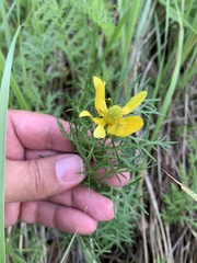 Adonis vernalis