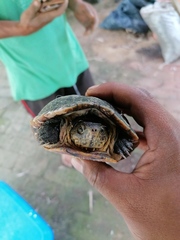 Kinosternon oaxacae