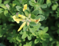 Chamaecytisus supinus