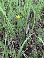 Adonis vernalis
