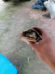 Kinosternon oaxacae
