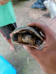 Kinosternon oaxacae