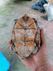 Kinosternon oaxacae