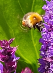 Bombus pascuorum