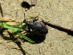 Otiorhynchus tristis