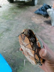 Kinosternon oaxacae