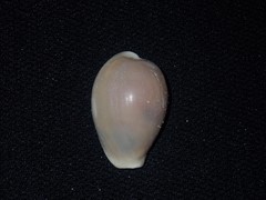 Erronea subviridis