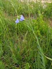 Linum nervosum jailicola