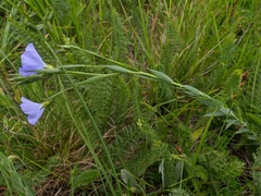 Linum nervosum jailicola