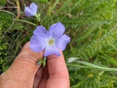 Linum nervosum jailicola